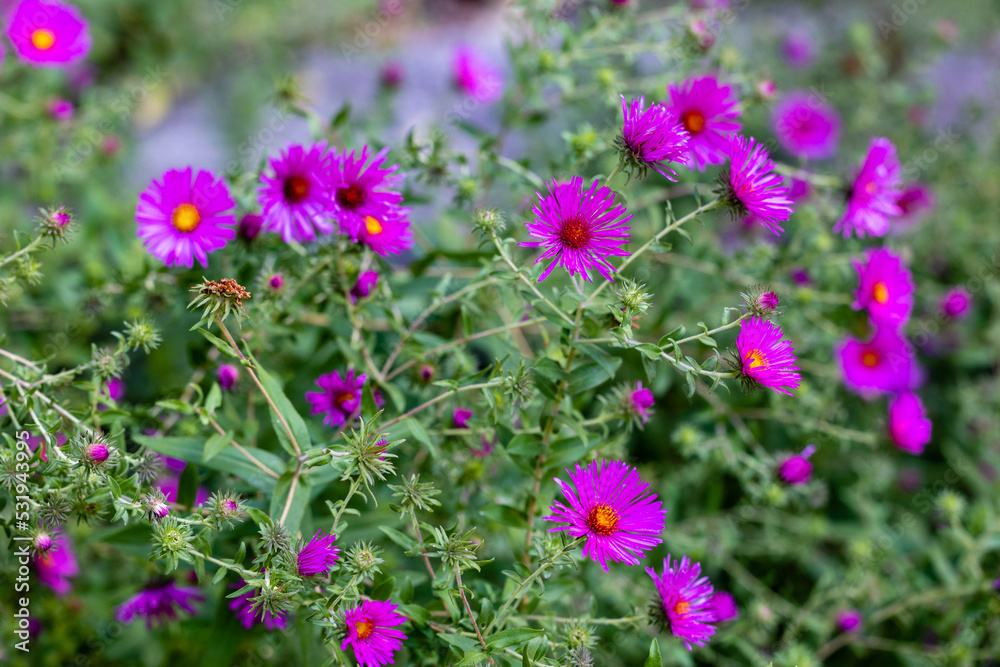 Aster novae-angliae flowers grown in a garden Aster novae-angliae flowers grown in a garden