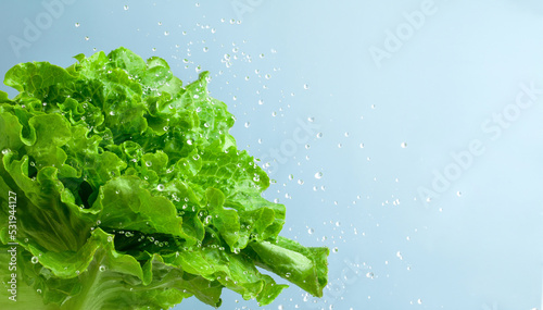 fresh lettuce leaf with water droplet on blue background. copy space. photo