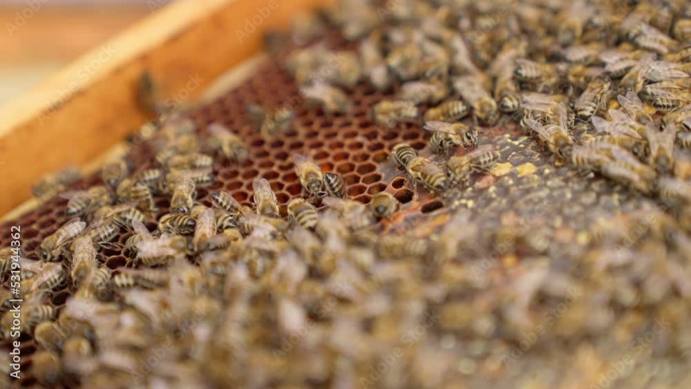 Bees fly and collect honey. The bees are getting ready for winter. Many bees that climb one on one in the evidence. Honey comb. Bees fly and collect honey. The bees are getting ready for winter. Many bees that climb one on one in the evidence. Honey comb.