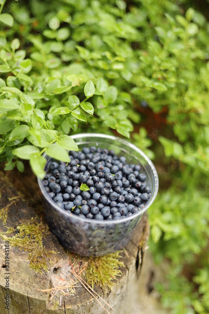 Fototapeta premium Harvest forest blueberries, ripe black berries.