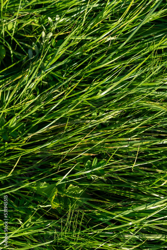 Green summer grass. Beauty nature concept