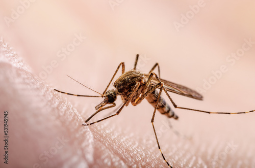 Malaria Infected Mosquito Bite. Leishmaniasis, Encephalitis, Yellow Fever, Dengue, Malaria Disease, Mayaro or Zika Virus Infectious Culex Mosquitoe Parasite Insect Macro. © nechaevkon