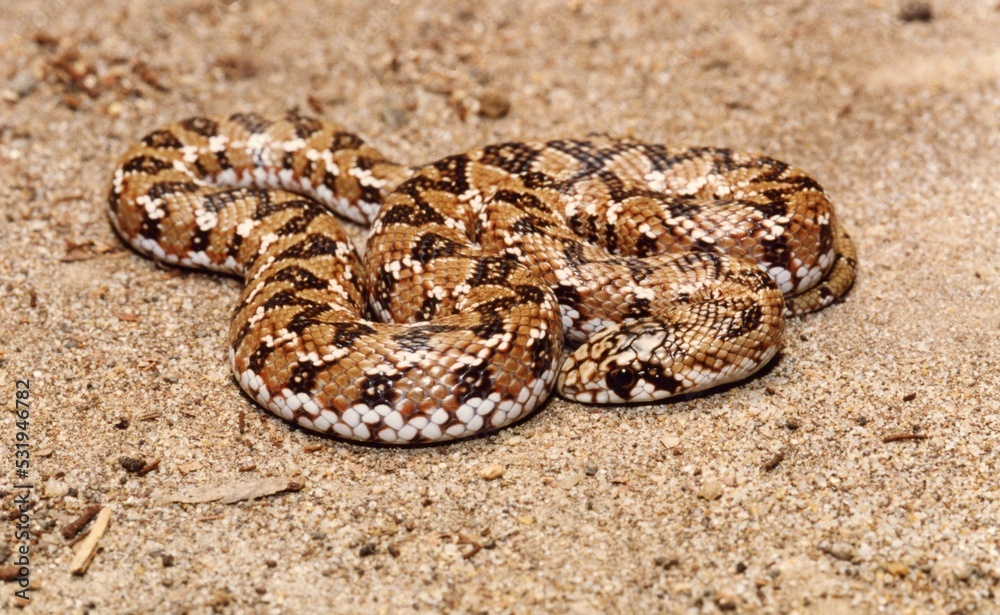 Perth, Australia - October 5, 2012: A brown snake close up Perth, Australia - October 5, 2012: A brown snake close up