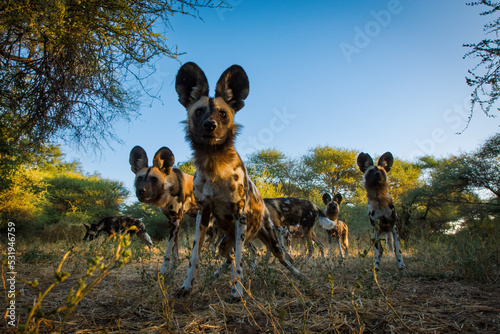 Canvastavla Pack of African Wild Dog (Lycaon pictus)