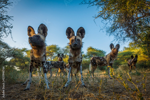 Pack of African Wild Dog (Lycaon pictus). Northern Tuli Game Reserve.  Botswana photo