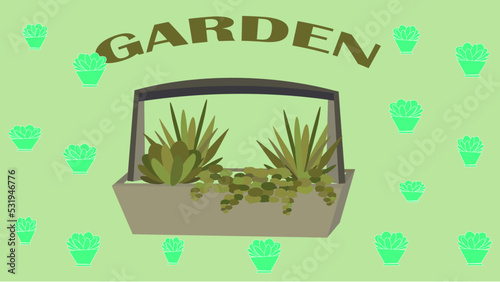 succulents