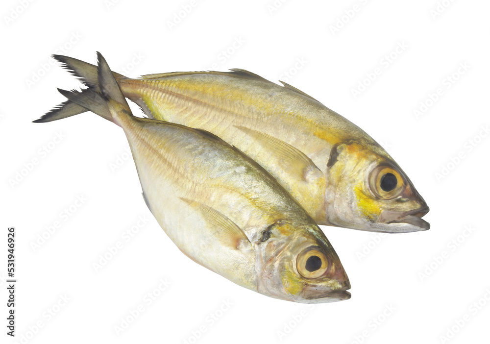 Two fresh bigeye scad fishes isolated on white background. Two fresh bigeye scad fishes isolated on white background.