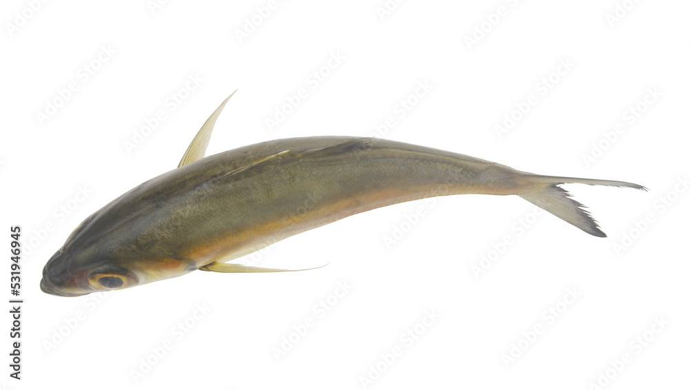 Obraz premium Top view of bigeye scad isolated on white background
