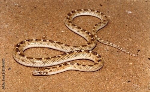 Perth, Australia - October 5, 2012: A brown snake close up © Jenuine