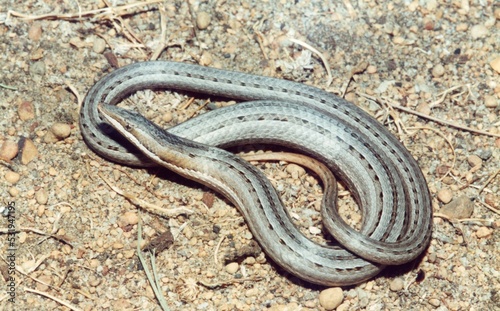 A narrow headed grey snake closeup