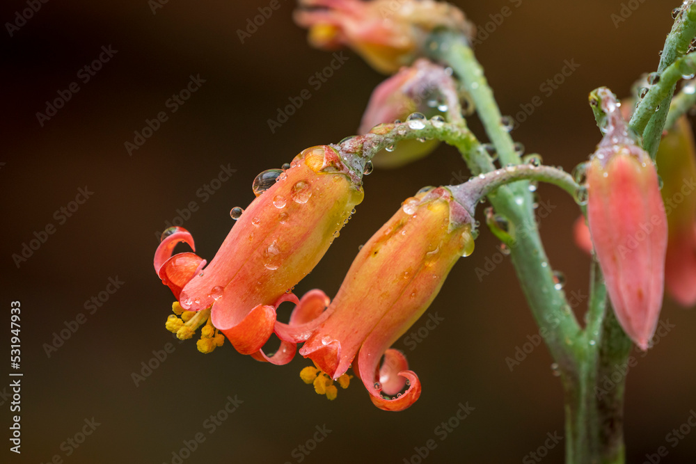 Pig's ears, varkoorblare or varkoor (Cotyledon orbiculata) flowers. Cape Town. Western Cape. South Africa Pig's ears, varkoorblare or varkoor (Cotyledon orbiculata) flowers. Cape Town. Western Cape. South Africa