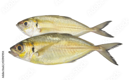 Two raw bigeye scad fishes isolated on white background