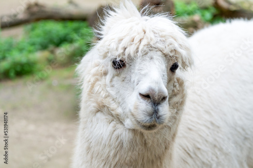 White llama glama muzzle natural background outdoors © be free