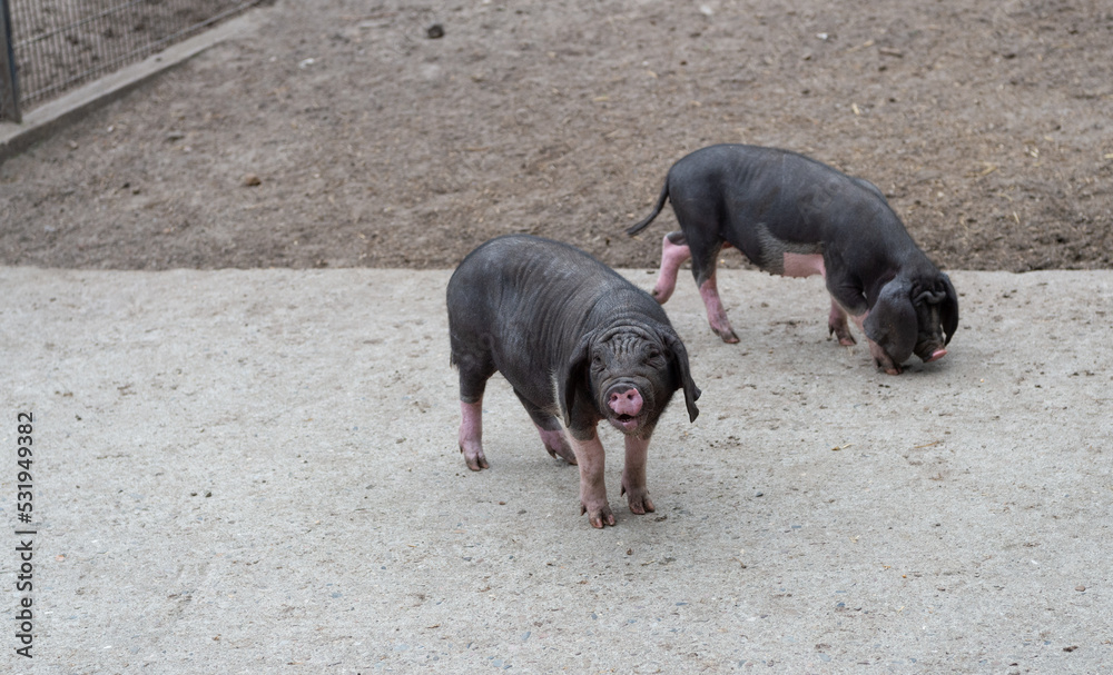 Black domestic Meishan pigs hogs at hog-pen Black domestic Meishan pigs hogs at hog-pen