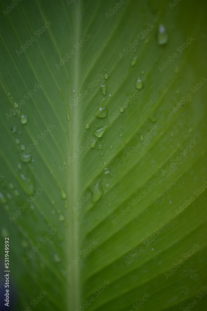 green canna leaf texture close-up, leaf veins diagonally, green texture background green color gradient, environment, after rain, raindrops on foliage, morning dew on green, plant leaf, leaf veins green canna leaf texture close-up, leaf veins diagonally, green texture background green color gradient, environment, after rain, raindrops on foliage, morning dew on green, plant leaf, leaf veins