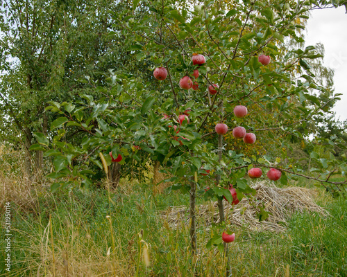 Young fruit tree with red apples in the village in autumn