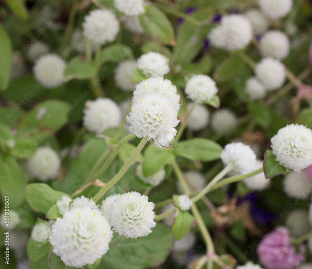 千日紅(白) globe amaranth Gomphrena globosa in the garden white 千日紅(白) globe amaranth Gomphrena globosa in the garden white