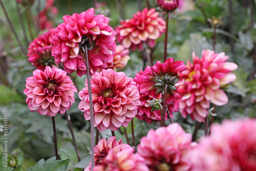 Fototapeta premium Dahlia 'Seniors Hope' in flower.
