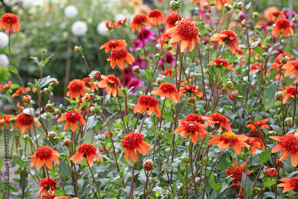 Anemone Dahlia Dahlia 'Josie' in flower