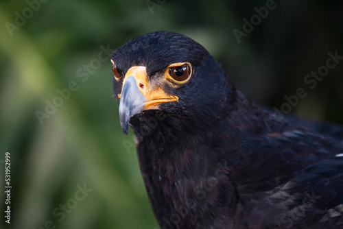 portrait of a Verreaux eagle