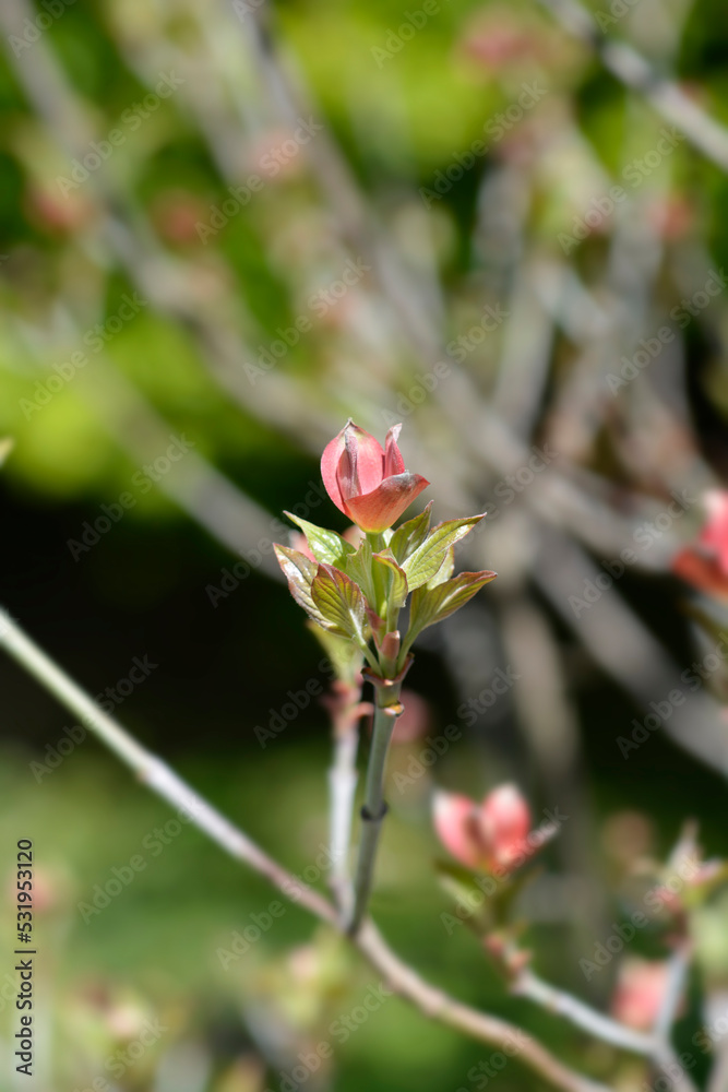 Hybrid flowering dogwood Stellar Pink