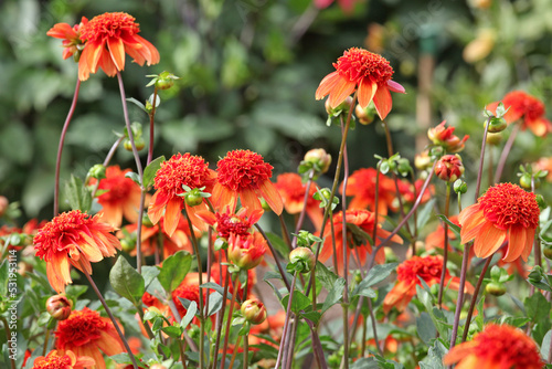 Anemone Dahlia Dahlia 'Josie' in flower photo