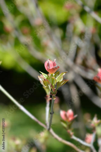 Hybrid flowering dogwood Stellar Pink