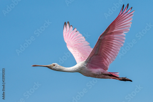 Roseate Spoonbill Flying with Blue Sky photo