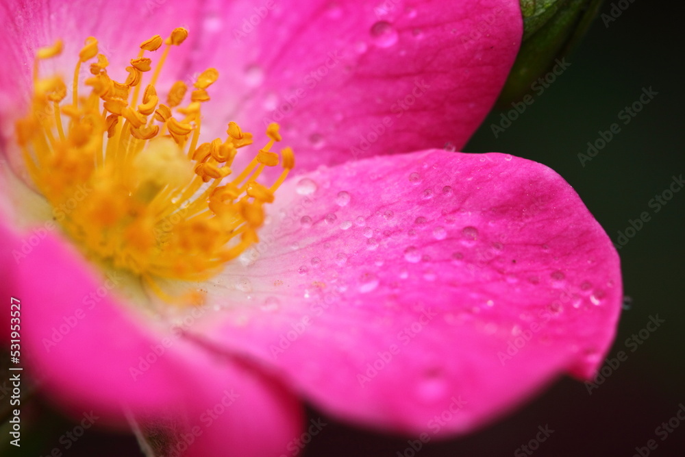 花の女王 花の女王