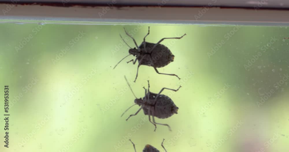 Stink bugs closeup on the window