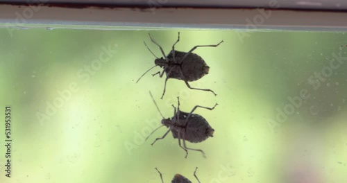 Stink bugs closeup on the window