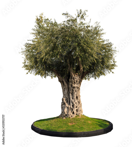 dragon tree with many trunks in one green crown and green lawn isolated on a white background