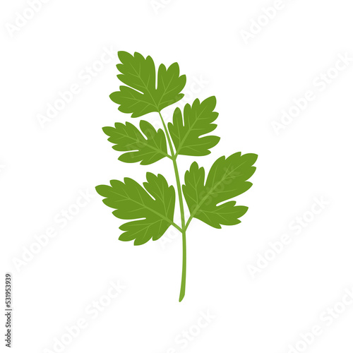 Parsley isolated on white background. Herbs. Vector illustration. Flat style. photo