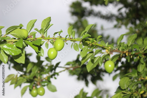 plum on tree