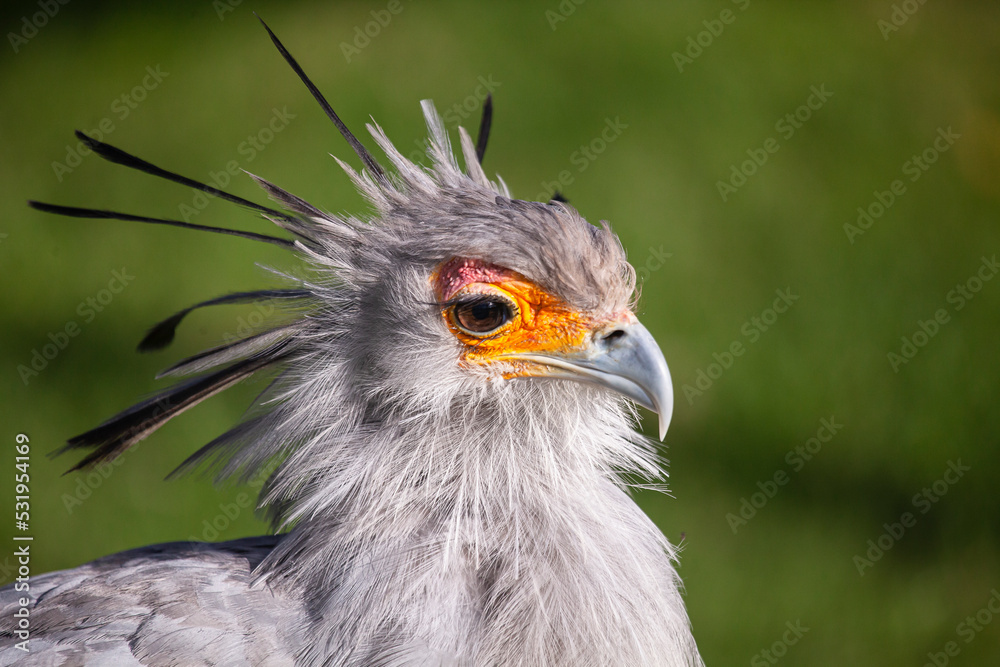 portrait of a Secretary Bird portrait of a Secretary Bird