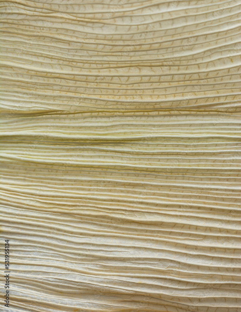 macro abstract background of dried corn leaf, soft-focus natural wallpaper texture or backdrop macro abstract background of dried corn leaf, soft-focus natural wallpaper texture or backdrop