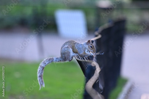 Squirrel eating nut in a park on a fence