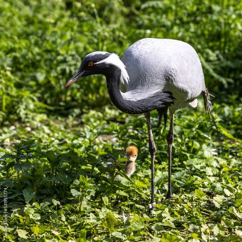 Family of Demoiselle Crane, Anthropoides virgo are living in the bright green meadow during the day time