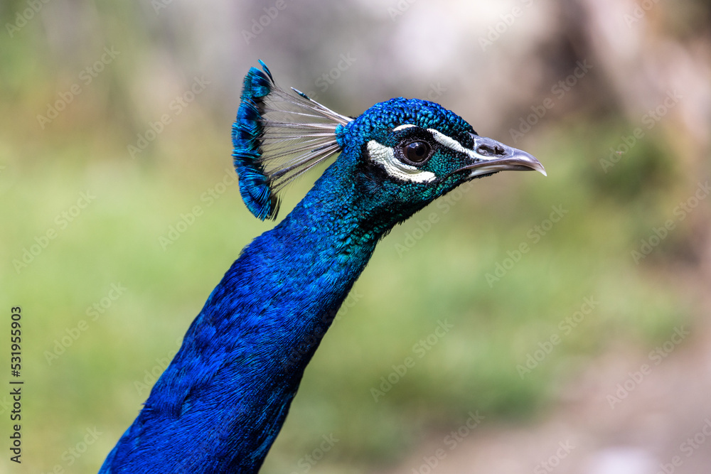 Indian Peacock or Blue Peacock, Pavo cristatus Indian Peacock or Blue Peacock, Pavo cristatus