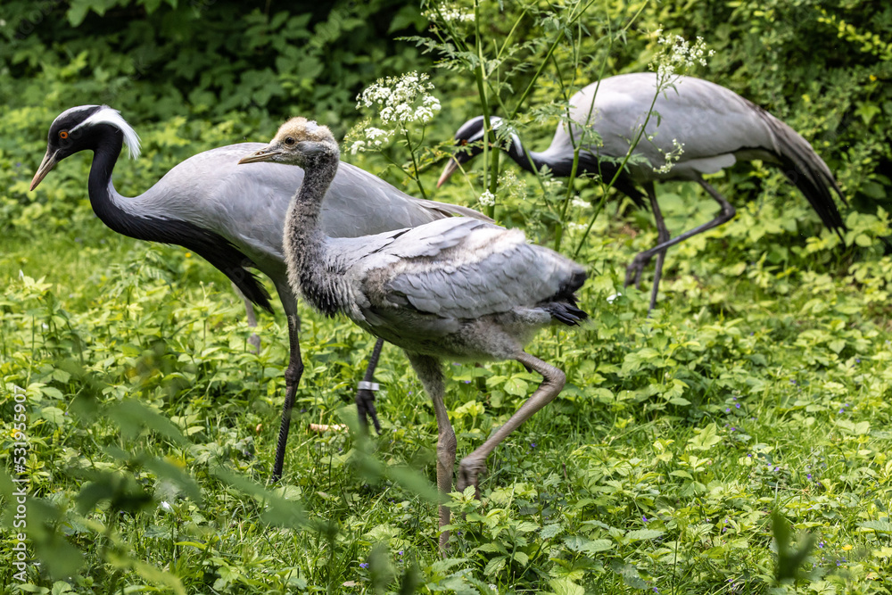 Fototapeta premium Family of Demoiselle Crane, Anthropoides virgo are living in the bright green meadow during the day time
