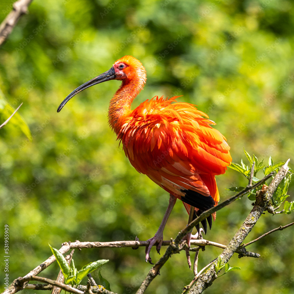 Naklejka premium Scarlet ibis, Eudocimus ruber. Wildlife animal in the zoo