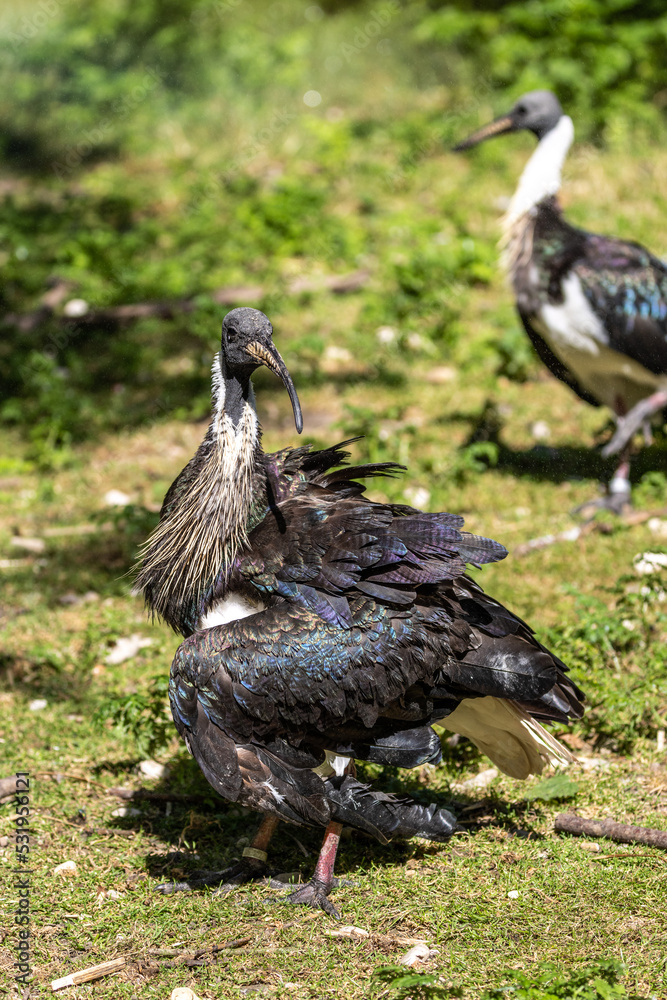 Straw-necked Ibis, Threskiornis spinicollis in the zoo Straw-necked Ibis, Threskiornis spinicollis in the zoo