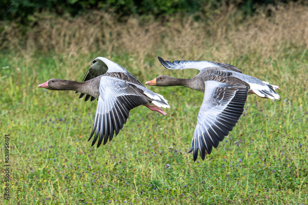 Fototapeta premium The flying greylag goose, Anser anser is a species of large goose