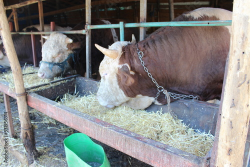 cows in a farm