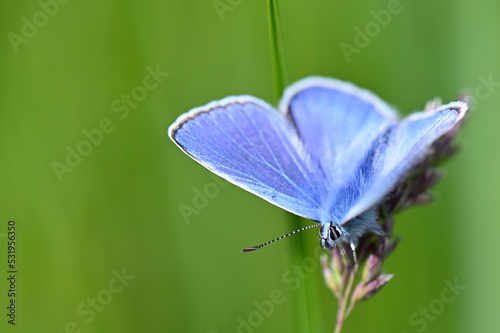 Makroaufnahme von einem blauen Schmetterling (Bläuling), sitzt auf einem Grashalm