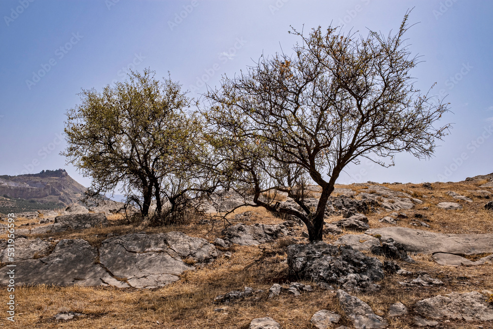 arboles en montaña