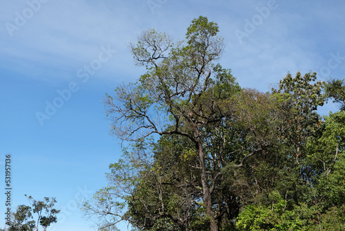 Landscape forest and blue sky  background in thailand.