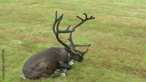 Caribou Male Resting on grass, Alaska
Alaska Wildlife and nature, 2021
 photo