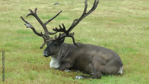 Caribou Male Resting on grass, Alaska,2021
Alaska Wildlife and nature, 2021
 photo