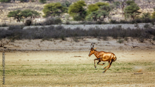 Hartebeest running side view in dry land in Kgalagadi transfrontier park, South Africa; specie Alcelaphus buselaphus family of Bovidae
